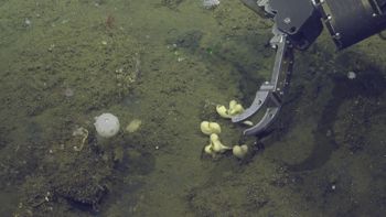 Media type: image;   Invertebrate Zoology 153141 Description: live specimen;